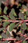 Spotted spurge